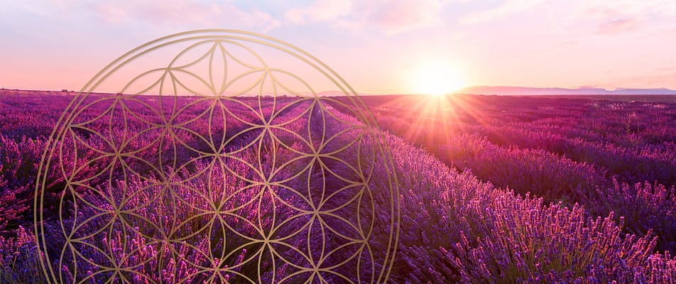 Landschaftsbild mit Lavendelfeld und Blick in die Weite und Sonnenuntergang im Hintergrund